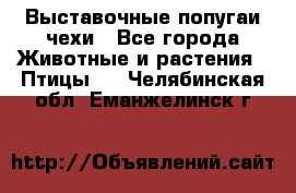 Выставочные попугаи чехи - Все города Животные и растения » Птицы   . Челябинская обл.,Еманжелинск г.